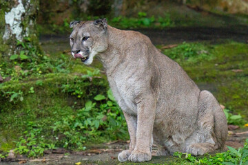 lion in the zoo