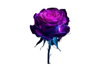 pink rose on white background