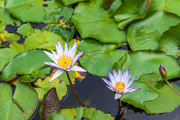 Close-up of water lily plant