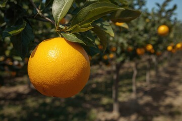 Close-up of a mature yellow citrus fruit hanging from a branch amidst a blurred background of lush, fruit-laden trees in an organic backyard orchard.