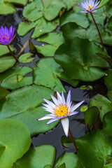 Close-up of water lily plant