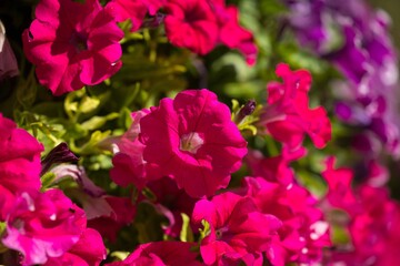 Vibrant pink and purple petunias in full bloom in a sunlit garden