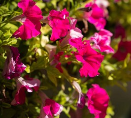 Obraz premium Vibrant pink petunias in full bloom on a sunny day