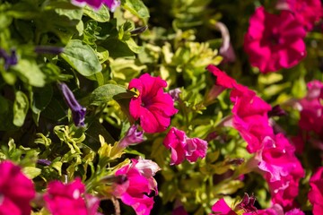 Vibrant pink petunias blooming in lush green garden