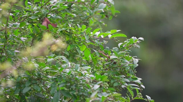 A Vinous-throated Parrotbill Eating Berries in Slow Motion
