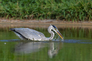 young Grey Heron in a pond in the morning light