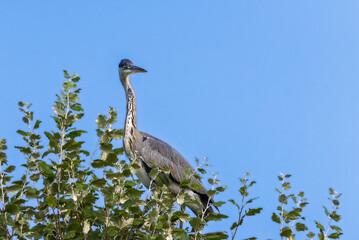 young Grey Heron in a pond in the morning light