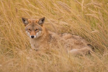 Fototapeta premium Coyote lying in tall grass, gazing ahead in autumn fields