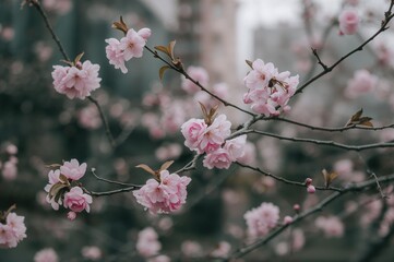 Obraz premium Wintertime pink blossoms on plum tree branches with a soft-focus backdrop in a garden setting.