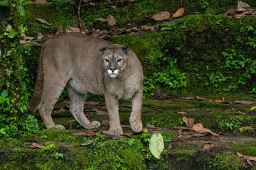 lion cub in the wild