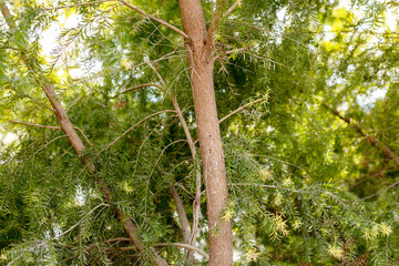 The straight and tall trunk of the golden willow