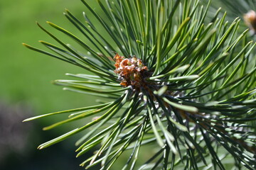 branch of a pine