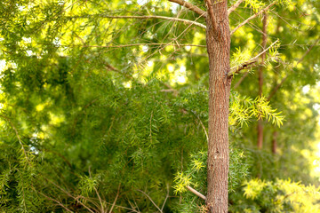 Fototapeta premium The straight and tall trunk of the golden willow