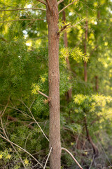 The straight and tall trunk of the golden willow