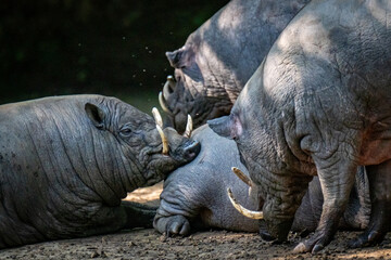 Closeup of a colony Buru Babirusa  © Mirwan