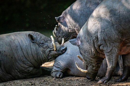 Closeup of a colony Buru Babirusa 