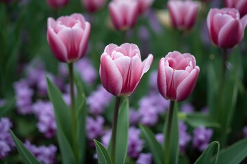 Fototapeta premium Gorgeous Tulips Flourishing with Purple Blossoms