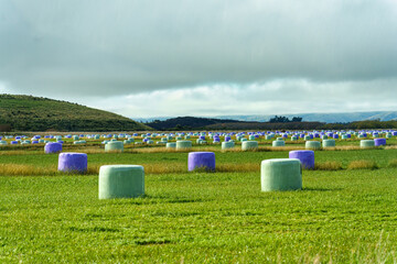 Argicultural landscape with silage bales scattered on pasture field in rural scene