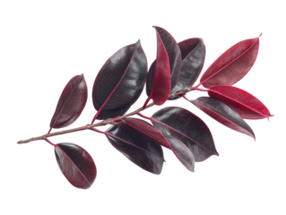 Close-up of a vibrant plant branch with deep burgundy-red leaves