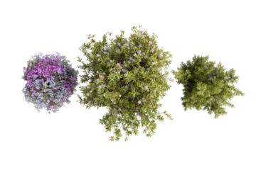 Overhead view of three distinct plants