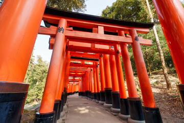 Holy pathway of Torii gates at Fushimi Inari Shrine, Kyoto