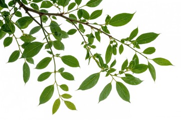 Hanging birch branches adorned with fresh green leaves against a white backdrop. A natural birch motif positioned at the upper part of the image.