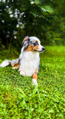 Australian Shepherd with Blue Eyes and Merle Coat Lying in Green Grass