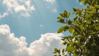 Sunny sky backdrop with white clouds and green leafy branches