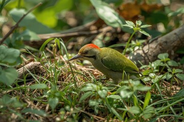 Eurasian Green Woodpecker Picus viridis Searching for Food
