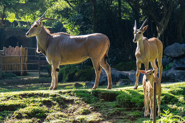 impala in the zoo