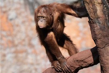 Orangutan on the tree.