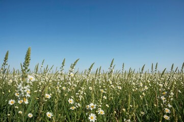 Vibrant Spring Field Beneath a Clear Azure Sky