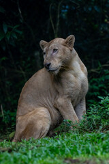 Obraz premium lion cub in the wild