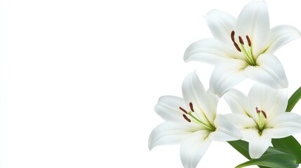 Fototapeta premium White lilies on white background with copy space