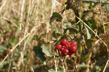 Wild Red Berries on Bush