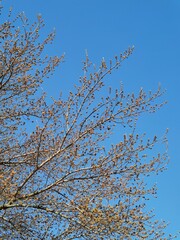 tree branches against blue sky