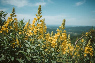 Stunning golden blossoms in a wild environment panoramic view image.