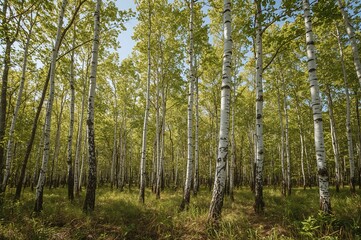 Fototapeta premium Summer landscape with birch trees