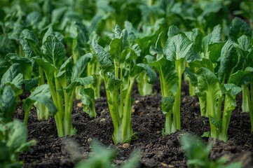 Young bok choy greens prepared for transplanting