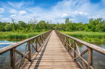 Scenic wooden walkway surrounded by nature