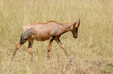 Damalisque, antilope topi, jeune, Damaliscus lunatus lunatus, Afrique de l'Est