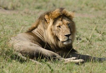 lion, male, panthera leo, Réserve de Masai Mara, Kenya