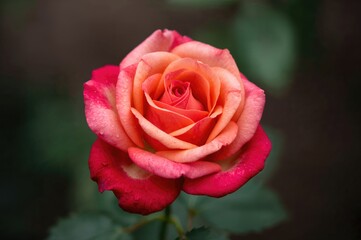 Vibrant rose in full bloom with a colorful palette, set against a natural backdrop of summer and spring beauty