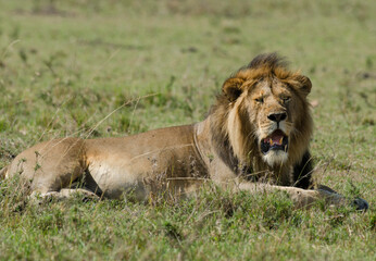 lion, male, panthera leo, Réserve de Masai Mara, Kenya