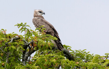 Aigle martial, Martial eagle, Polemaetus bellicosus, parc national d'Arusha,  Tanzanie