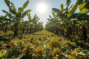 Fototapeta premium Plantation of Banana Trees in the Southern Region