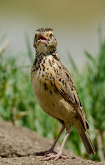 Alouette à nuque rousse,Corypha africana, Rufous naped Lark, Afrique