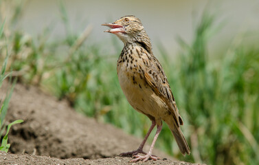 Alouette à nuque rousse,
Corypha africana, Rufous naped Lark, Afrique