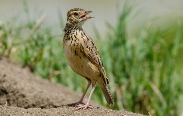 Alouette à nuque rousse,Corypha africana, Rufous naped Lark, Afrique