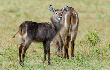 Cobe à croissant, Kobus ellipsiprymnus, Afrique de l'Est
